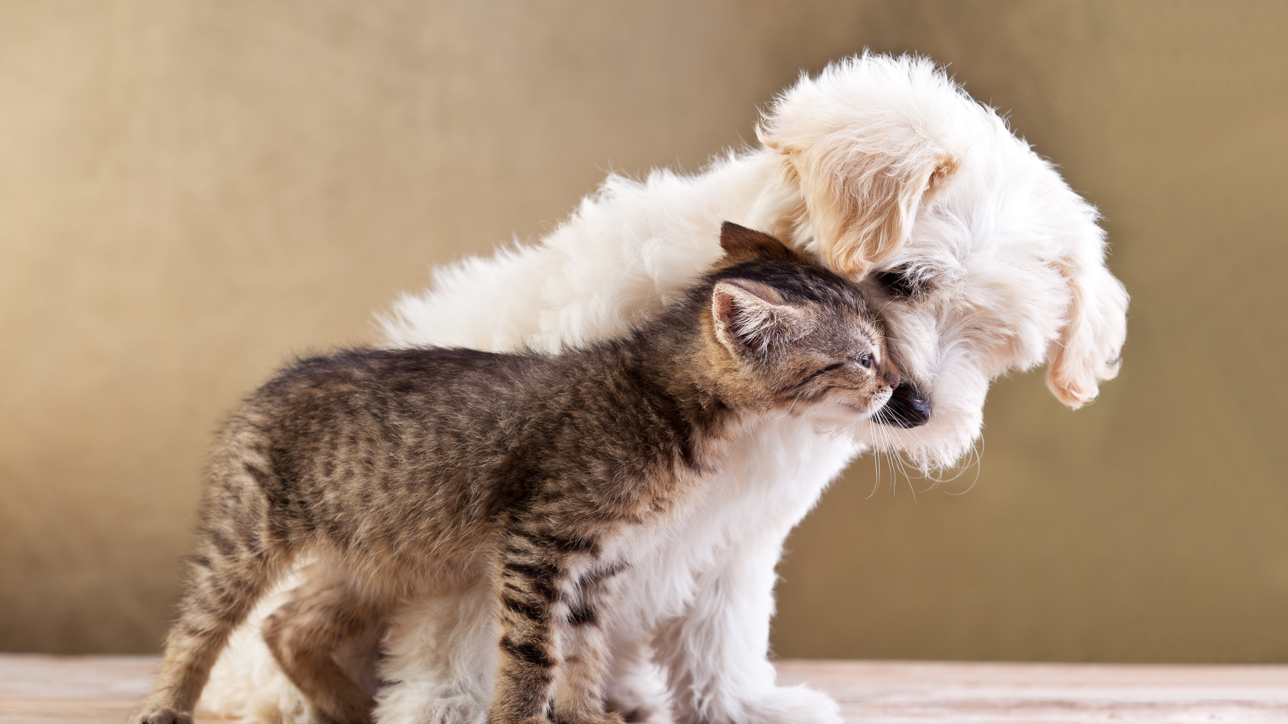 Friends, small dog and cat together, , love, kitten, puppy