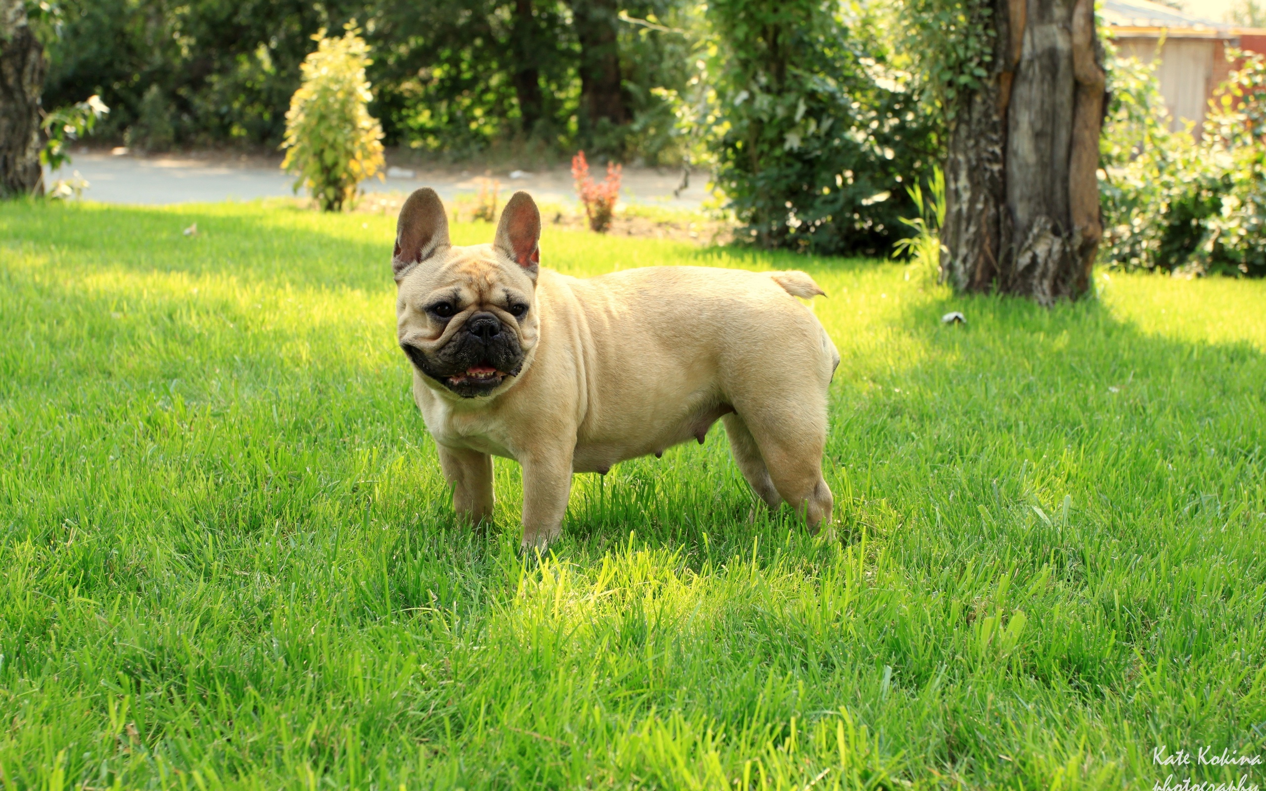 French bulldog, ,  , 