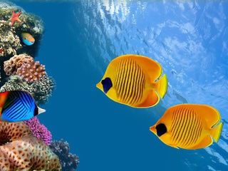 Coral colony, thailand, siam bay, fish, reef, underwater,  , ocean