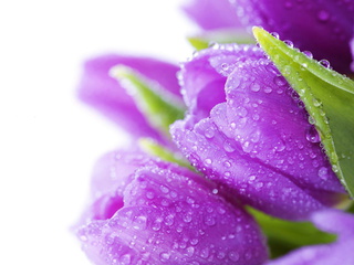 bouquet, , , bright, flowers, Tulips, water, drops, violet, beauty