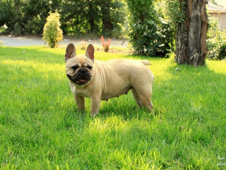 French bulldog, ,  , 