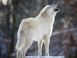 , Wolf, , , 