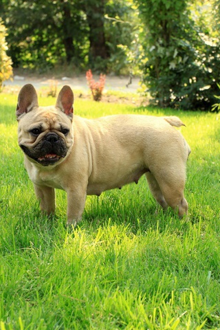 French bulldog, ,  , 