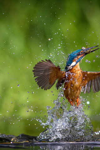 alcedo atthis, ,  , kingfisher, 