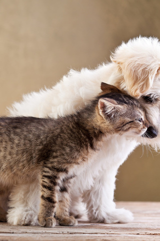 Friends, small dog and cat together, , love, kitten, puppy