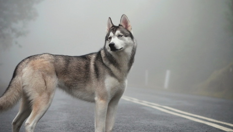 fog, mist, Siberian husky