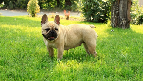 French bulldog, ,  , 