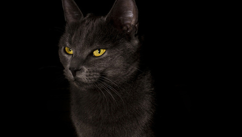 ,  , cat, black, , , 