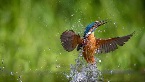 alcedo atthis, ,  , kingfisher, 