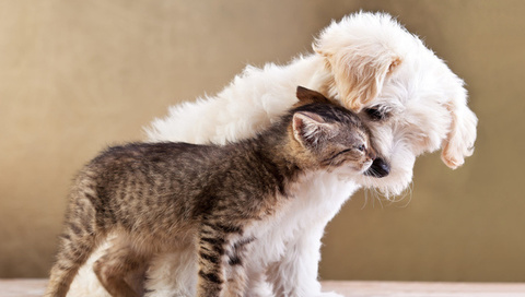 Friends, small dog and cat together, , love, kitten, puppy