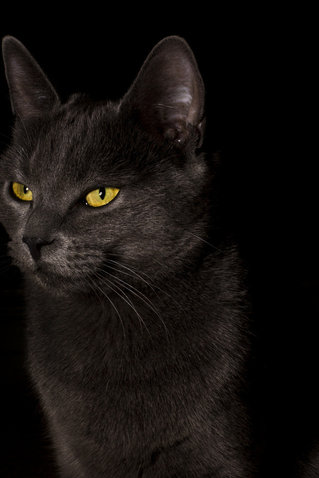 ,  , cat, black, , , 