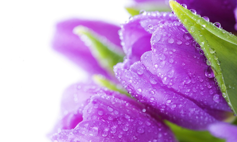 bouquet, , , bright, flowers, Tulips, water, drops, violet, beauty