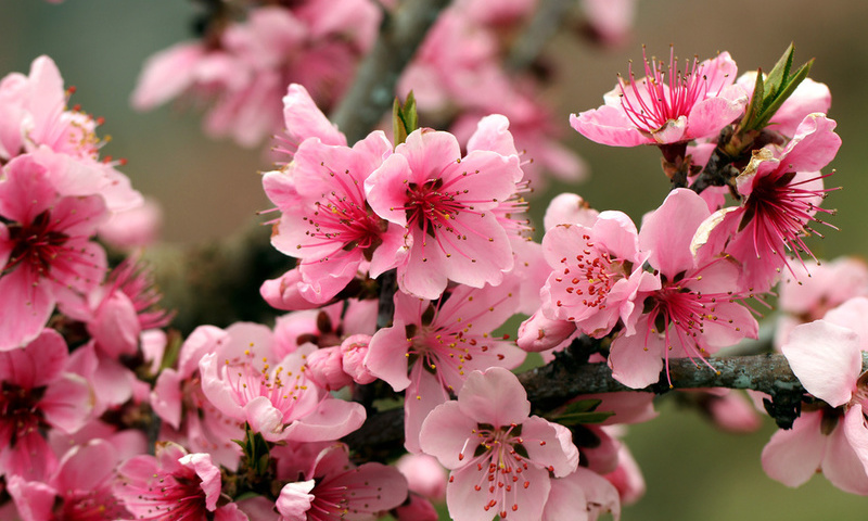 Spring, pink, flowers, branch, petals, apple tree, leaves, bright, tender, beauty, blossoms