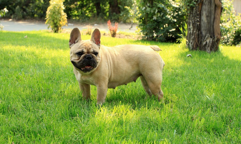 French bulldog, ,  , 