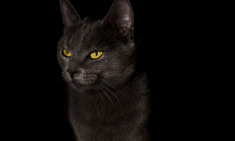 ,  , cat, black, , , 