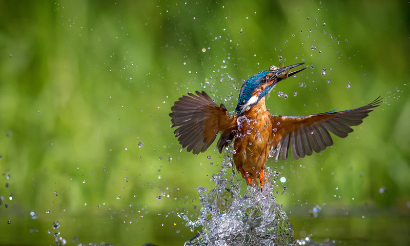 alcedo atthis, ,  , kingfisher, 