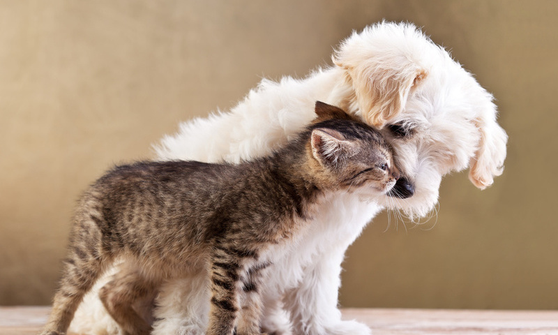 Friends, small dog and cat together, , love, kitten, puppy