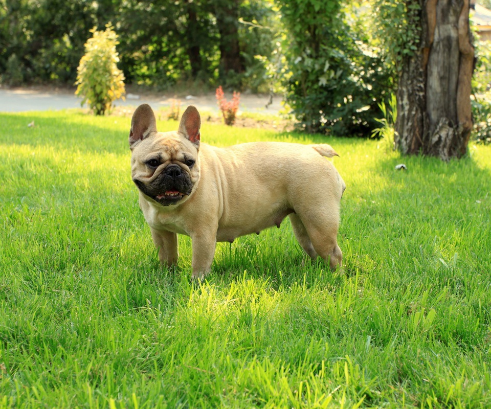 French bulldog, ,  , 