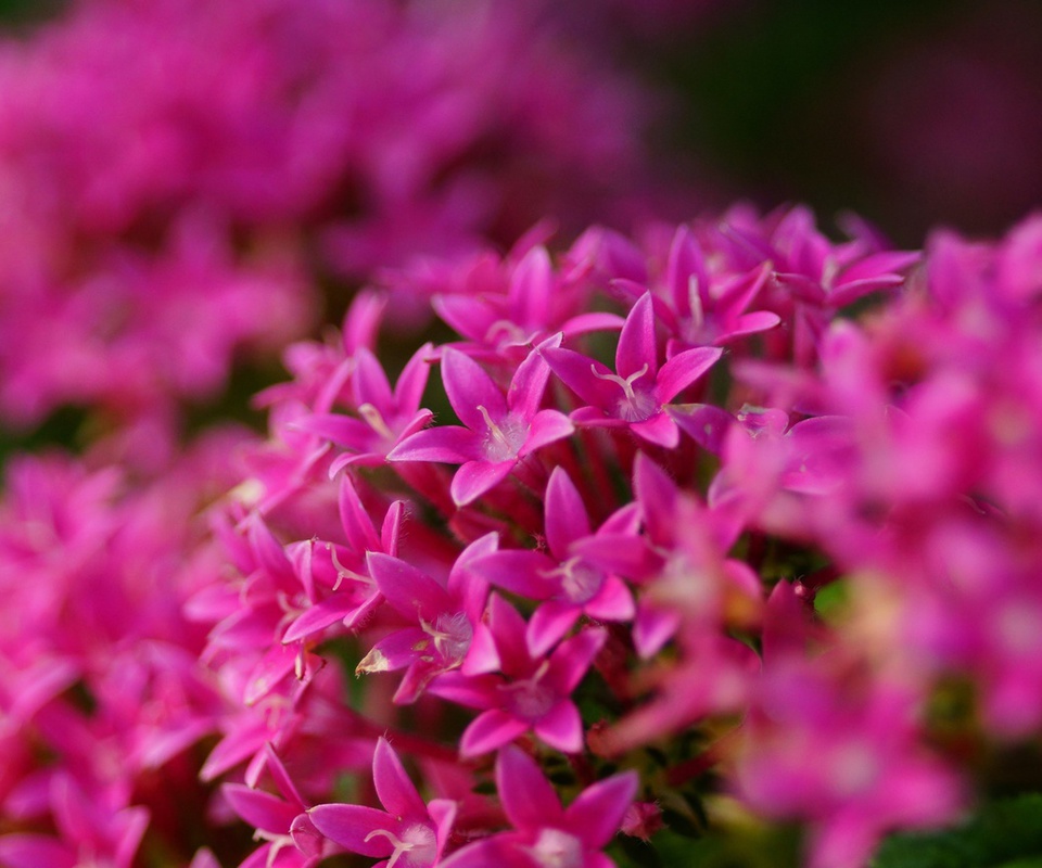 Pentas lanceolata, , , , , 