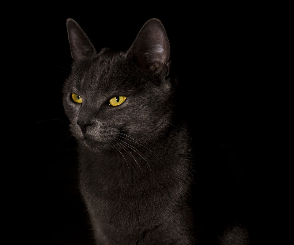 ,  , cat, black, , , 