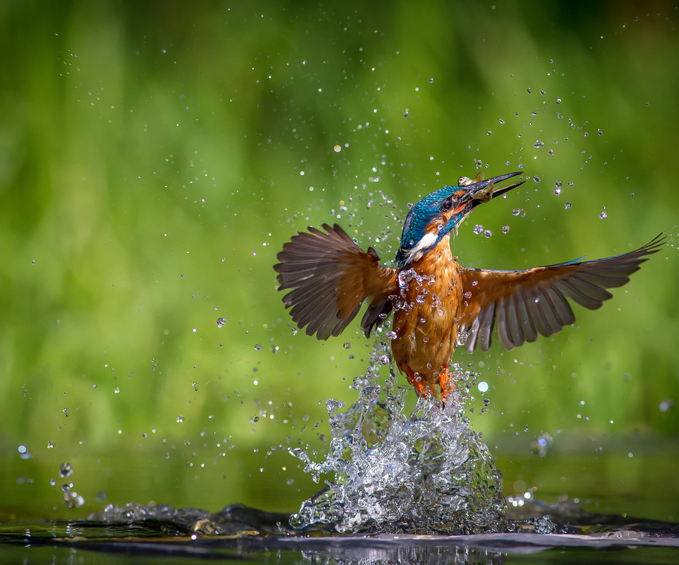 alcedo atthis, ,  , kingfisher, 