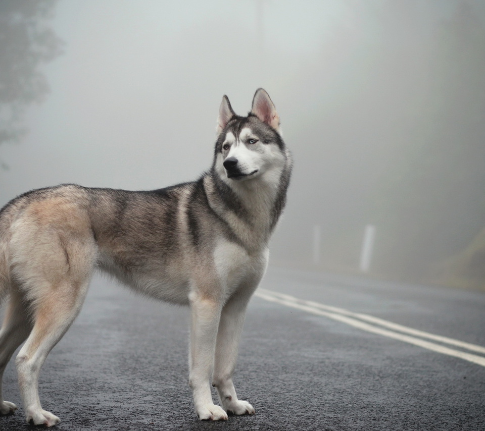 fog, mist, Siberian husky