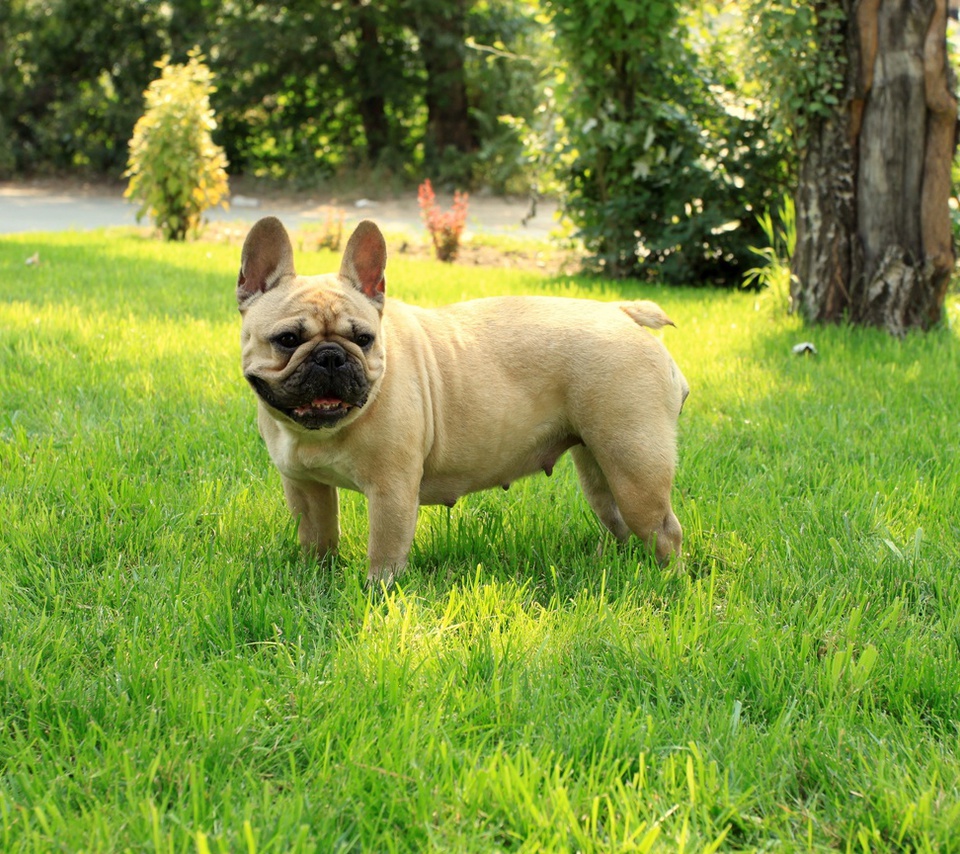 French bulldog, ,  , 