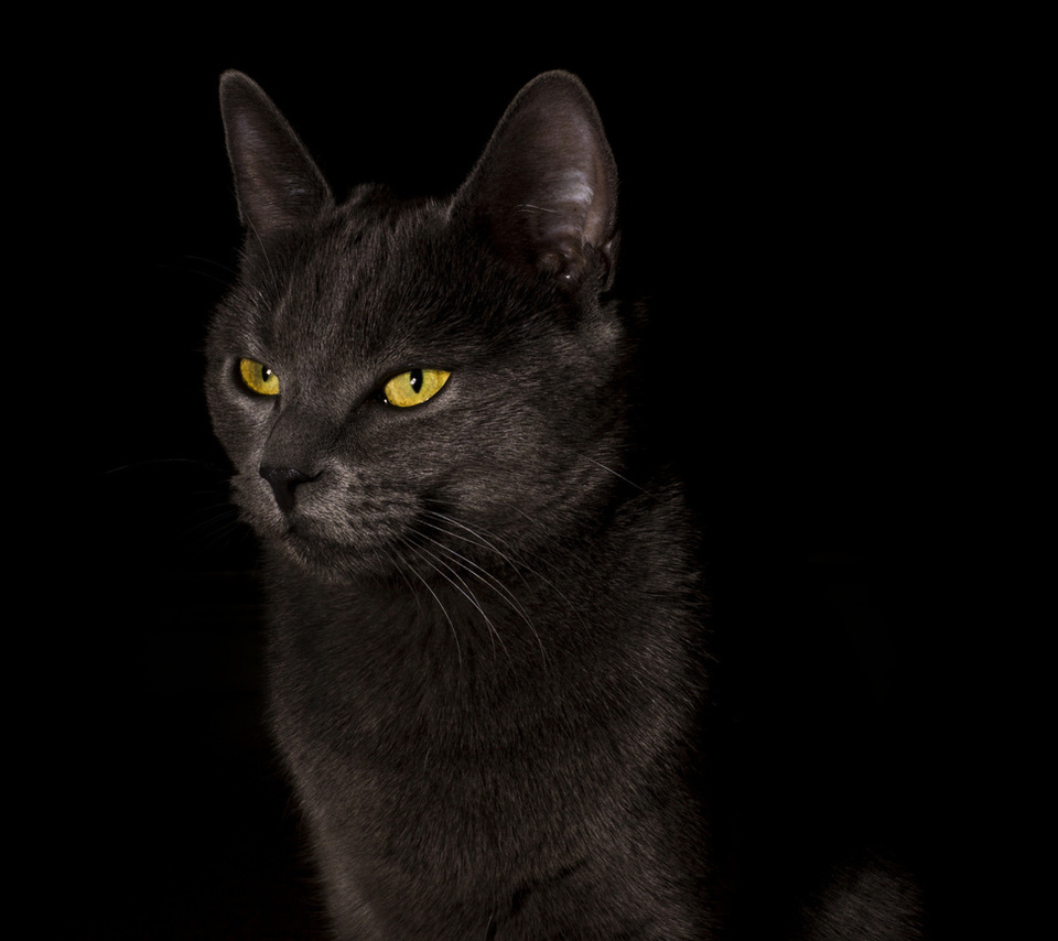 ,  , cat, black, , , 