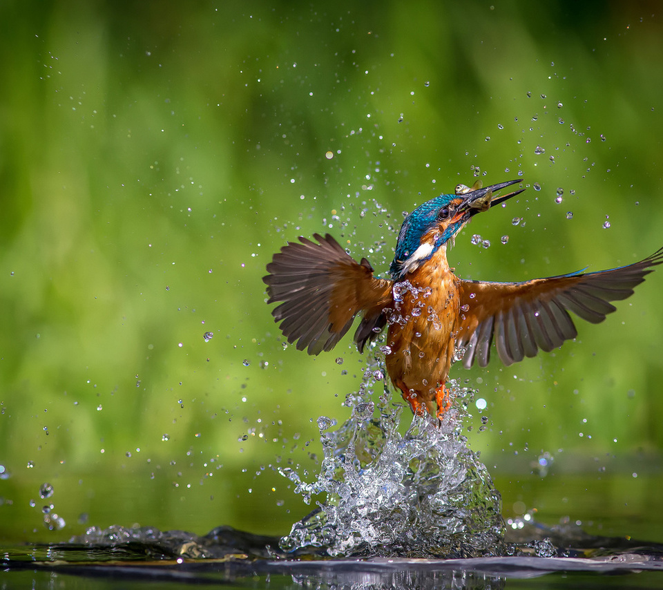 alcedo atthis, ,  , kingfisher, 