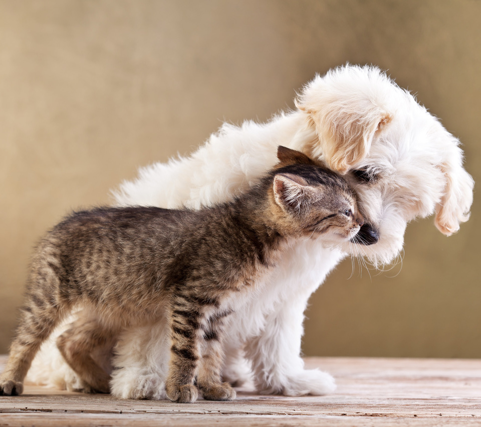 Friends, small dog and cat together, , love, kitten, puppy