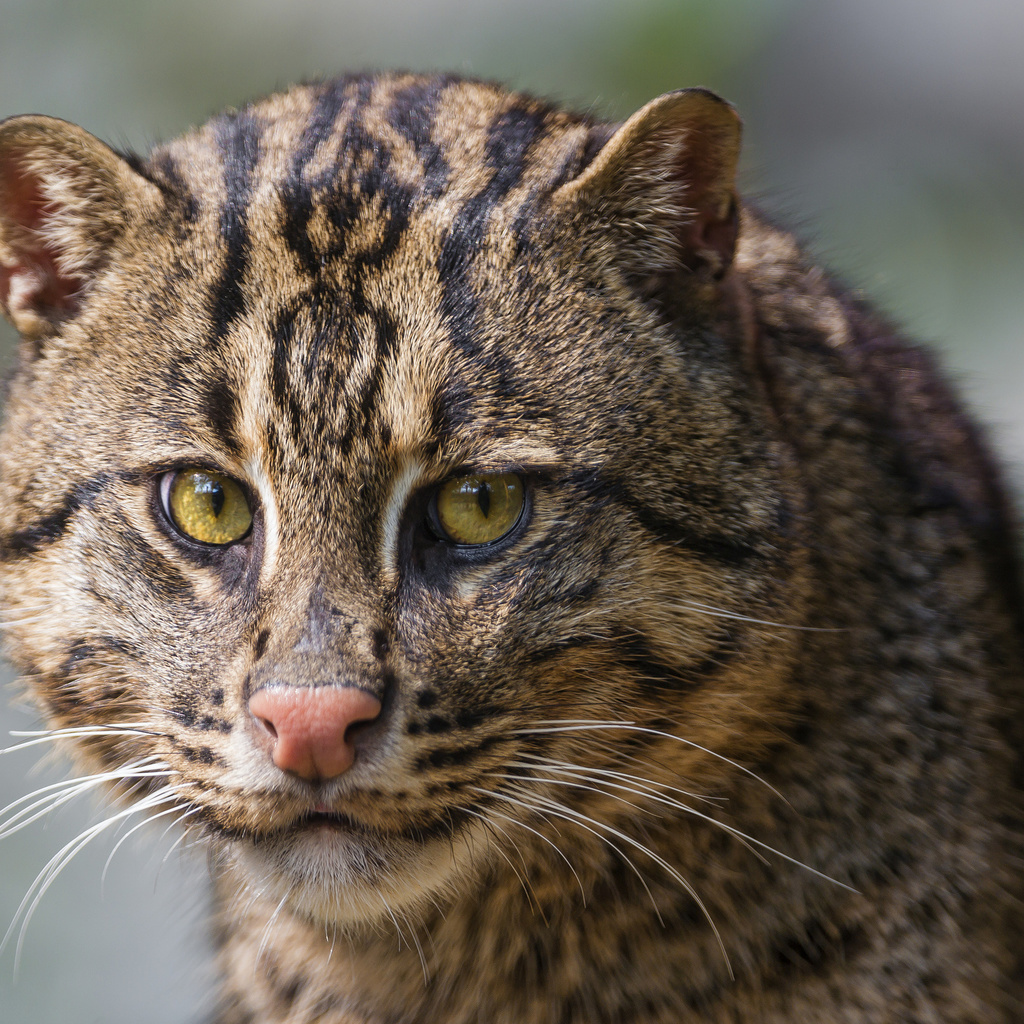 , , ,  , fishing cat, , 