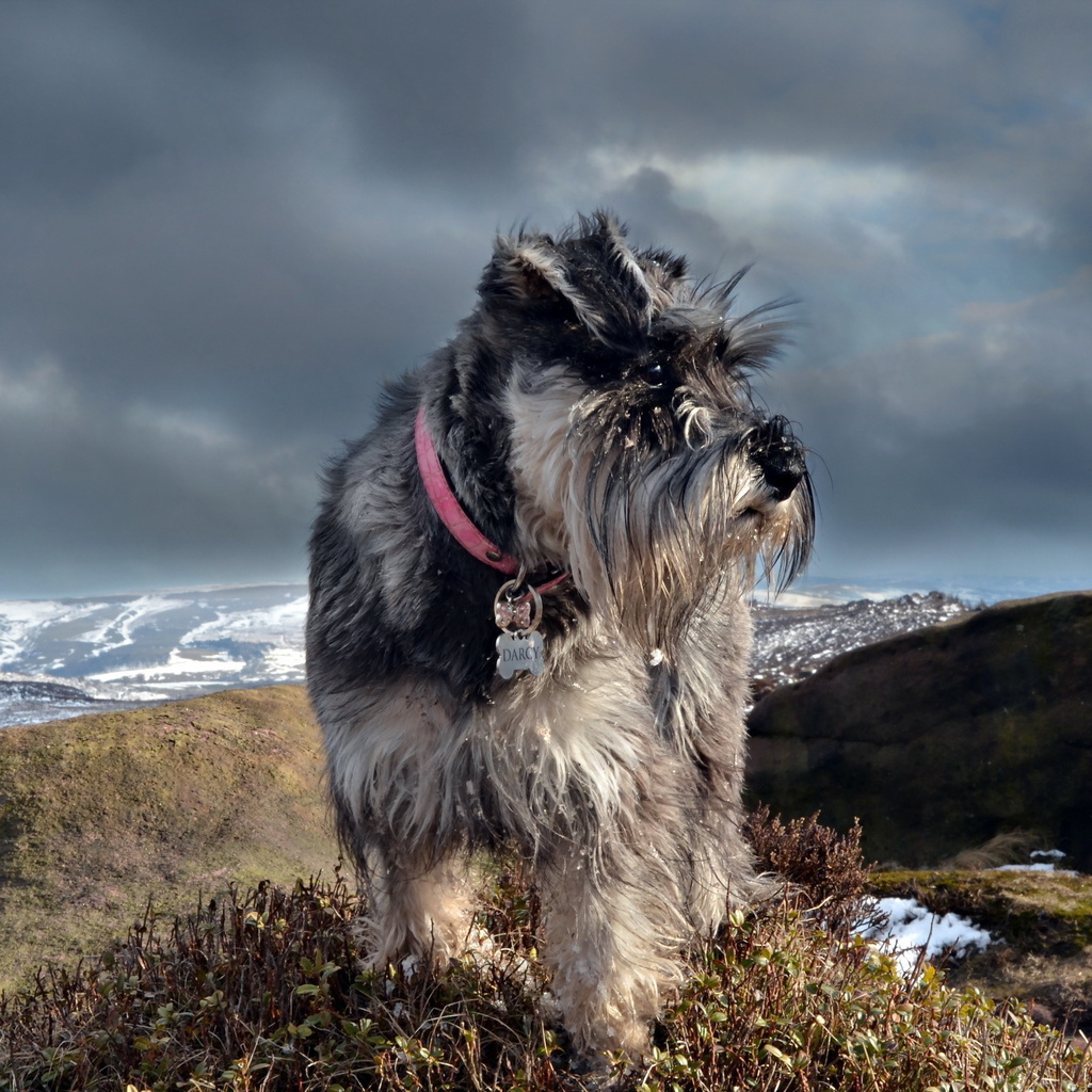 Schnauzer, , 