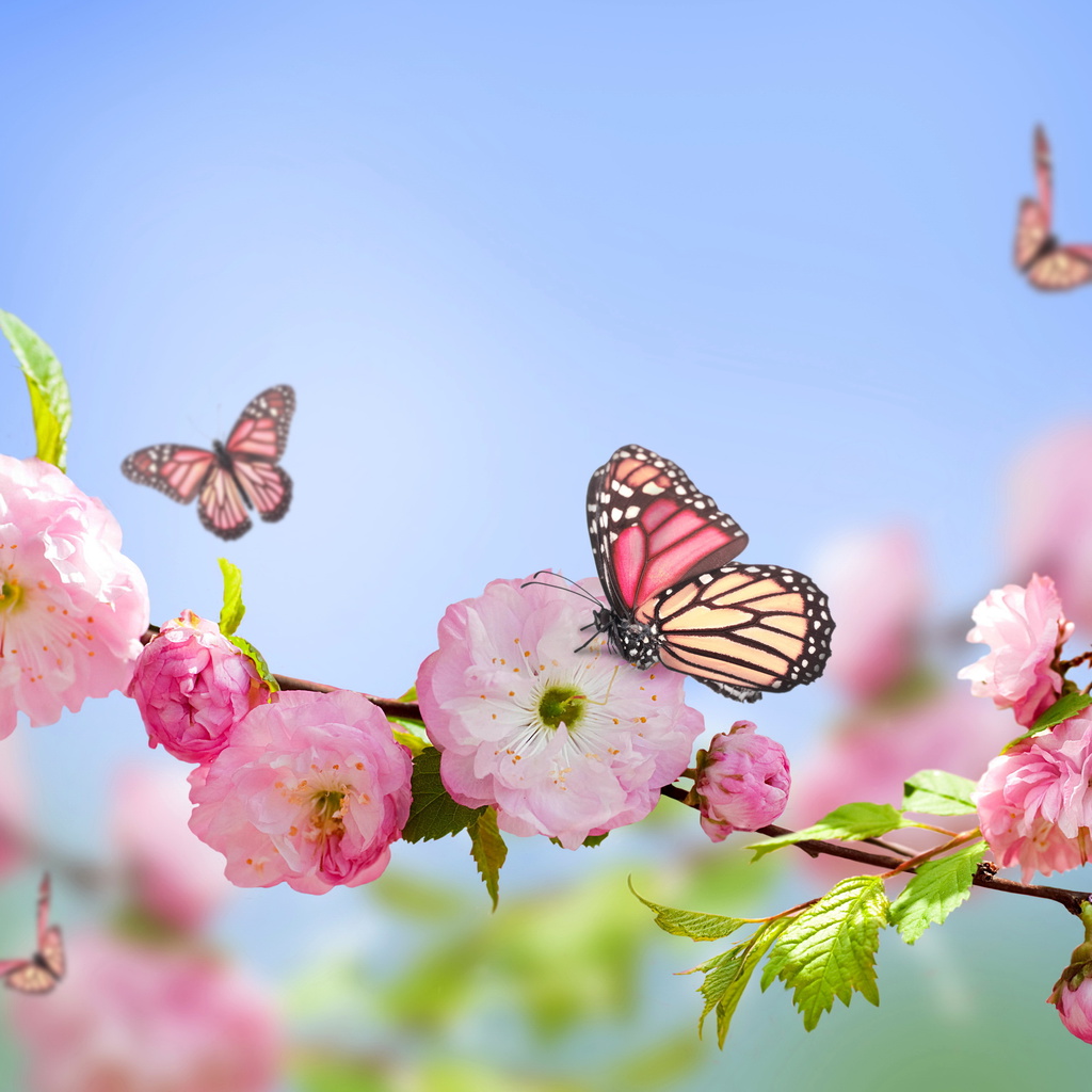 flowers, , blue, , Spring, pink, sky, butterflies, blossom