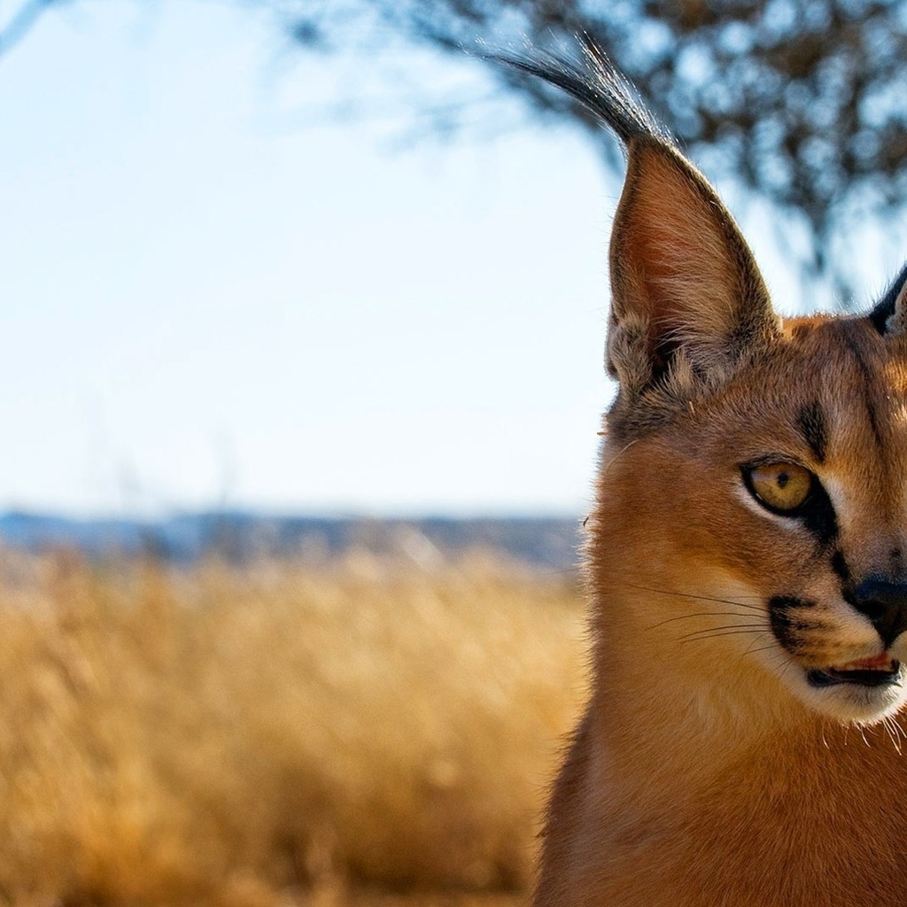 , , ,  , Caracal, 