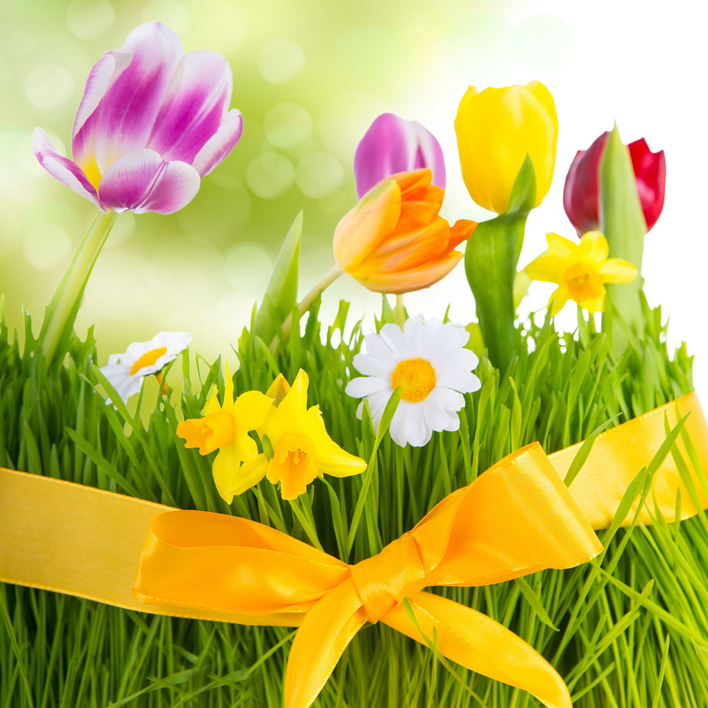 , , fresh, flowers, tulips, Spring, colorful, , 