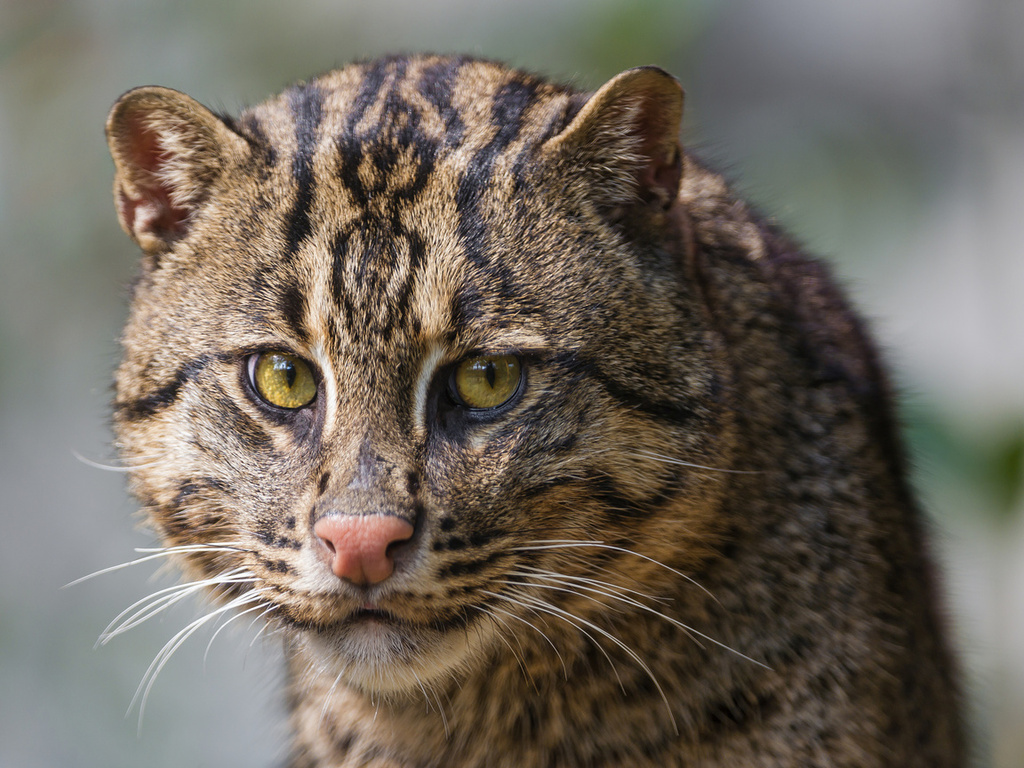 , , ,  , fishing cat, , 