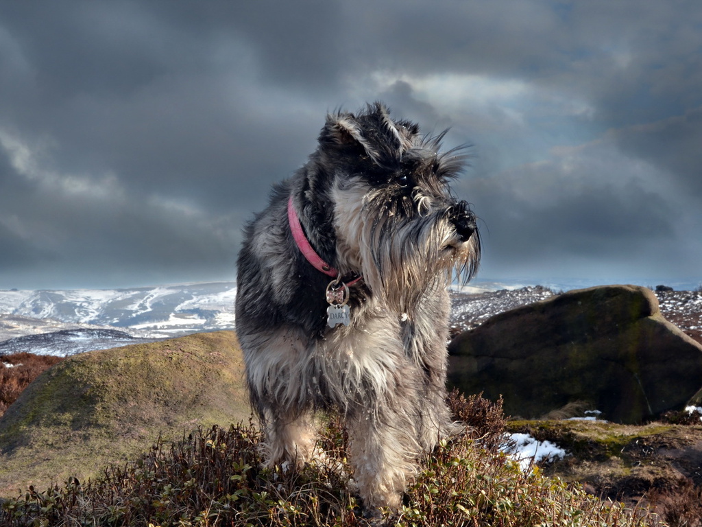 Schnauzer, , 