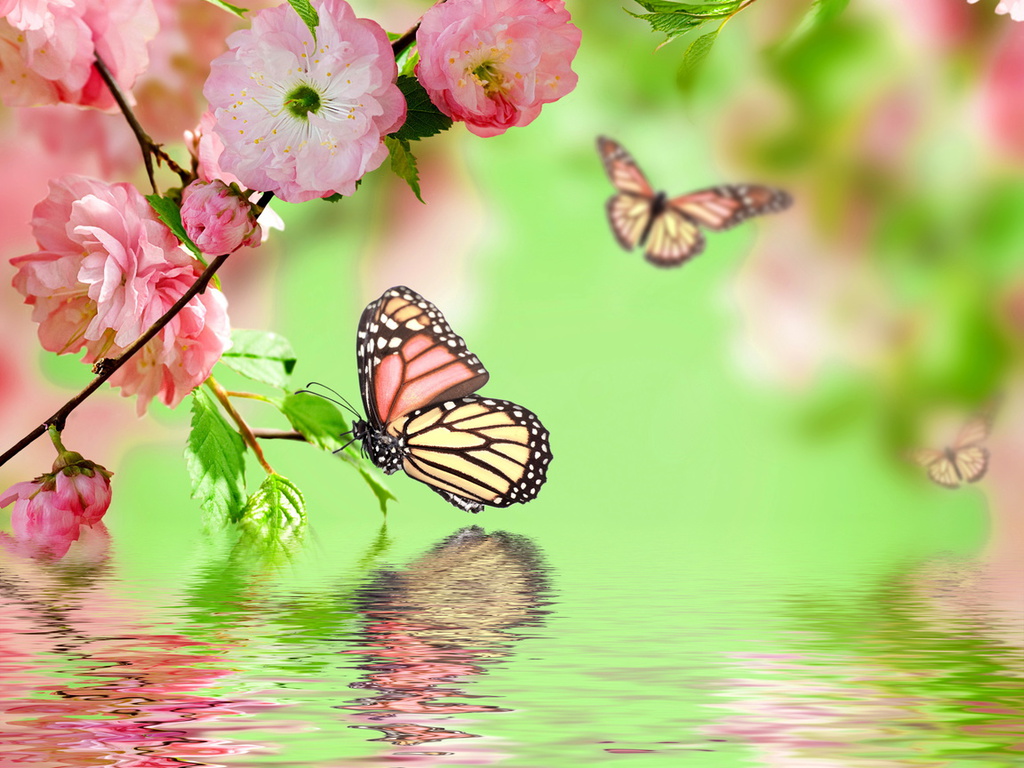 blossom, water, Spring, flowers, pink, butterflies, , , reflection