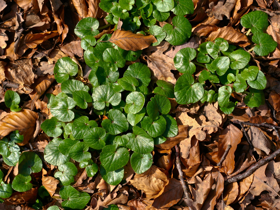 green, light, Plant, brown