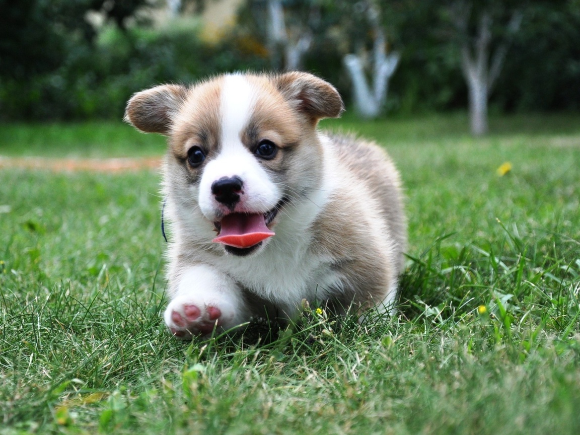 , Welsh corgi, pembroke,  , , , 