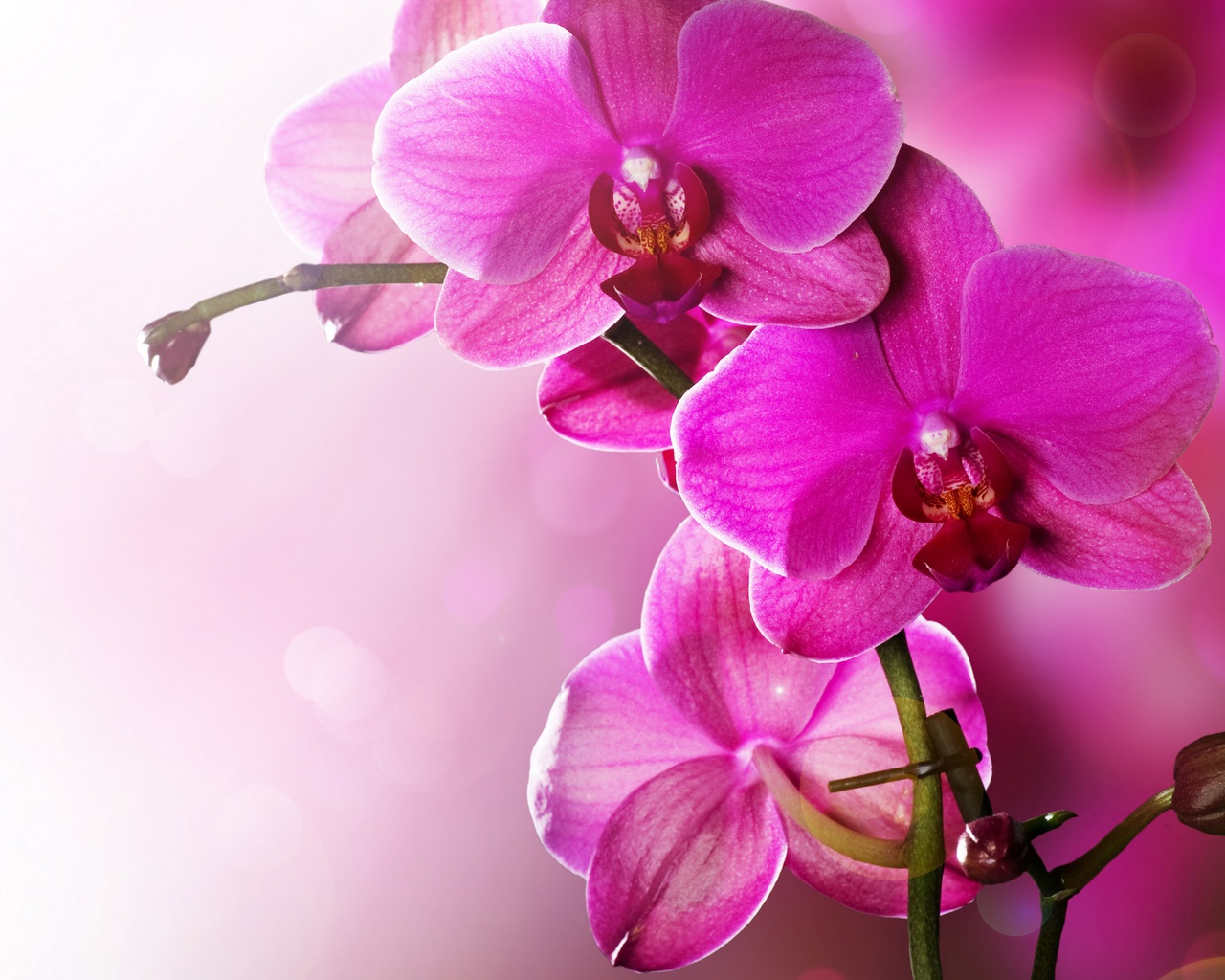 Orchid, phalaenopsis, beauty, pink, tenderness, , flowers, , petals