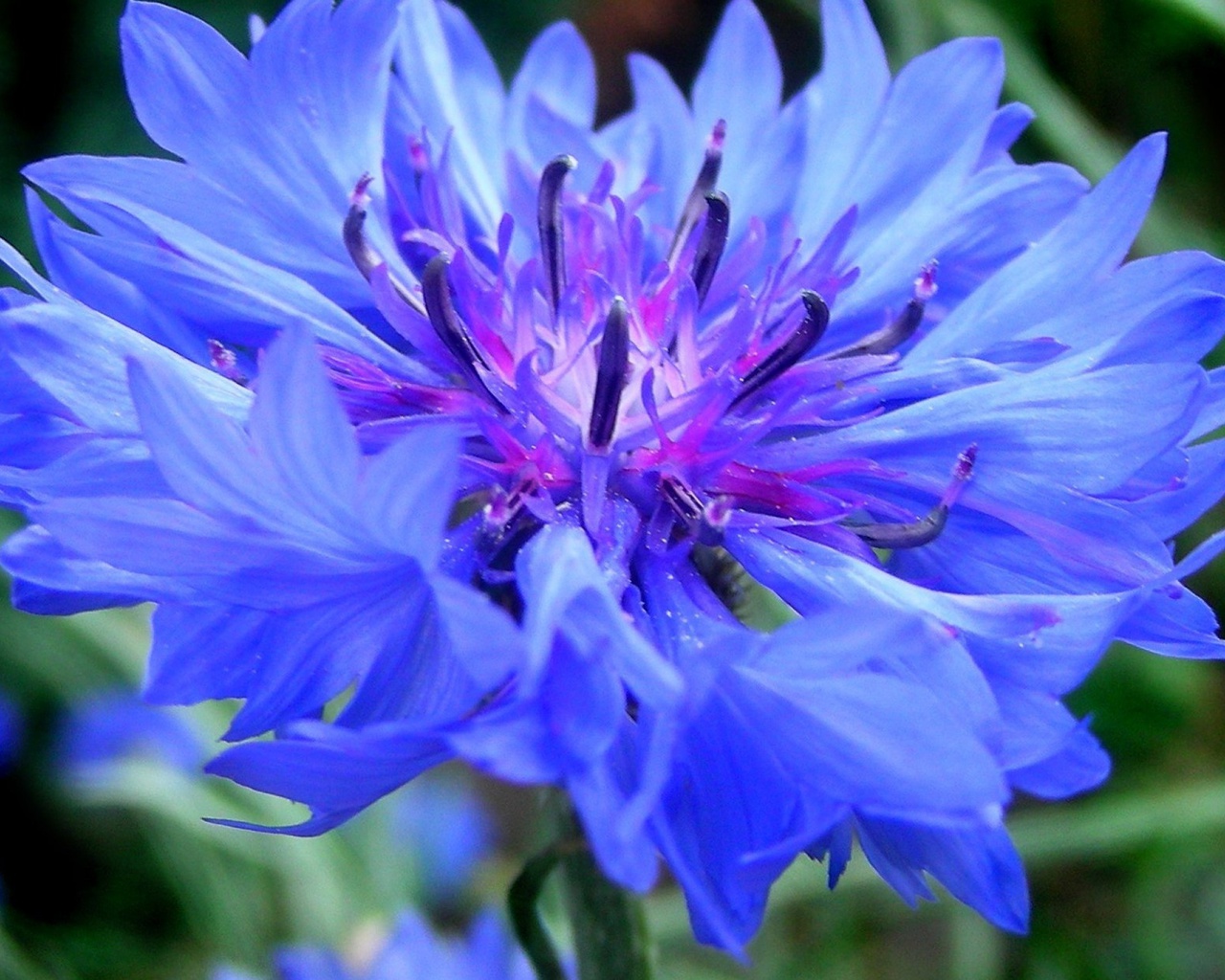 , , , centaurea, , cornflower, 