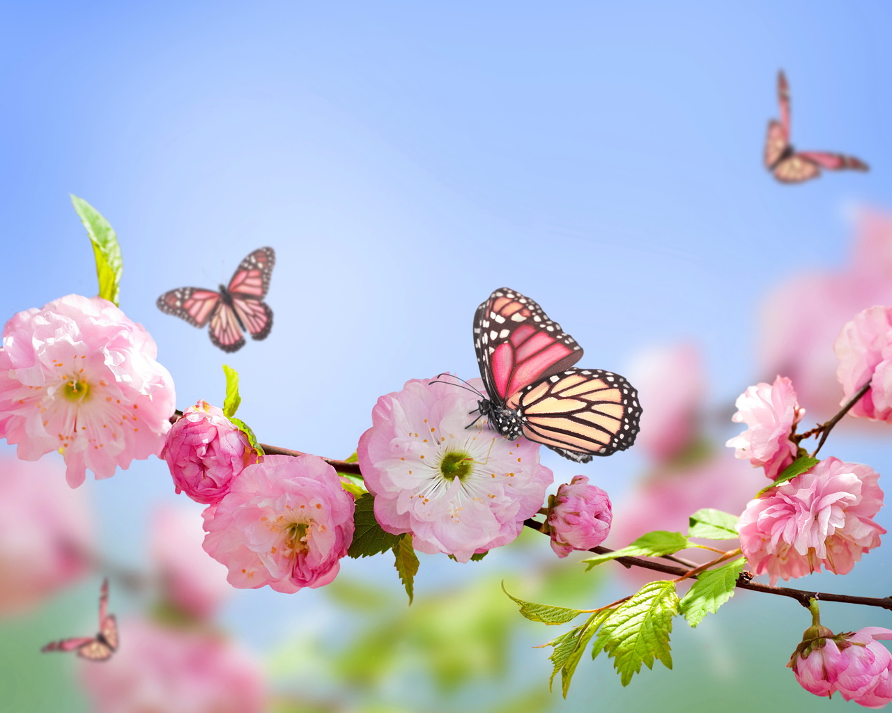 flowers, , blue, , Spring, pink, sky, butterflies, blossom