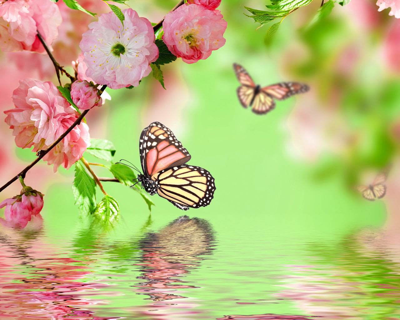 blossom, water, Spring, flowers, pink, butterflies, , , reflection