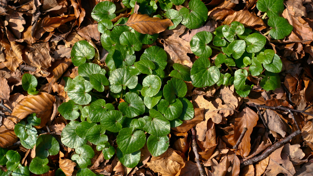 green, light, Plant, brown