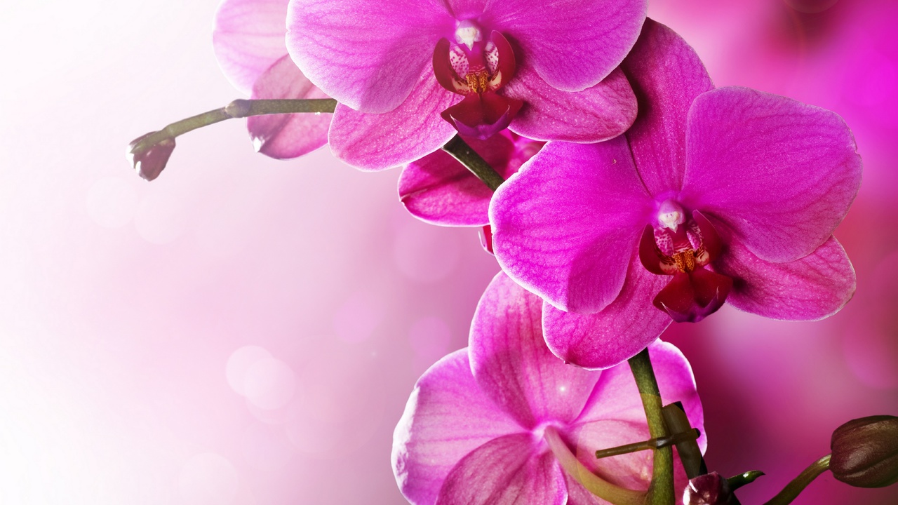 Orchid, phalaenopsis, beauty, pink, tenderness, , flowers, , petals