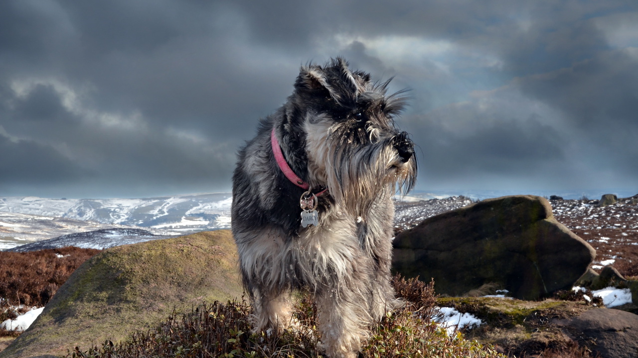 Schnauzer, , 