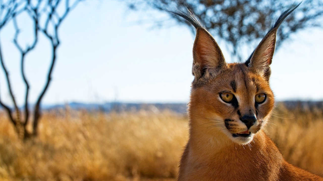 , , ,  , Caracal, 