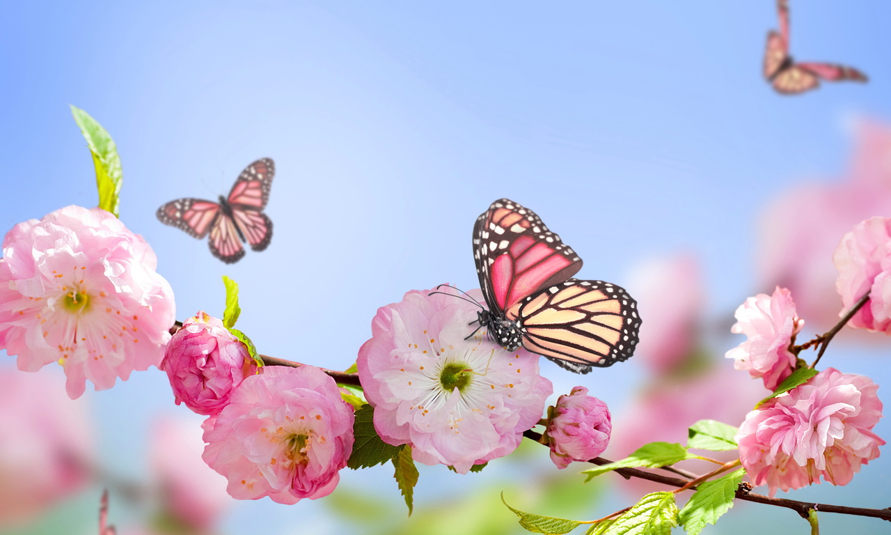 flowers, , blue, , Spring, pink, sky, butterflies, blossom