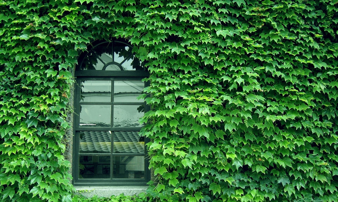 green, Wall, pattern, window, glass